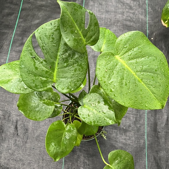 Monstera is in a 1 gallon🪴💥 - Picture 2 of 4